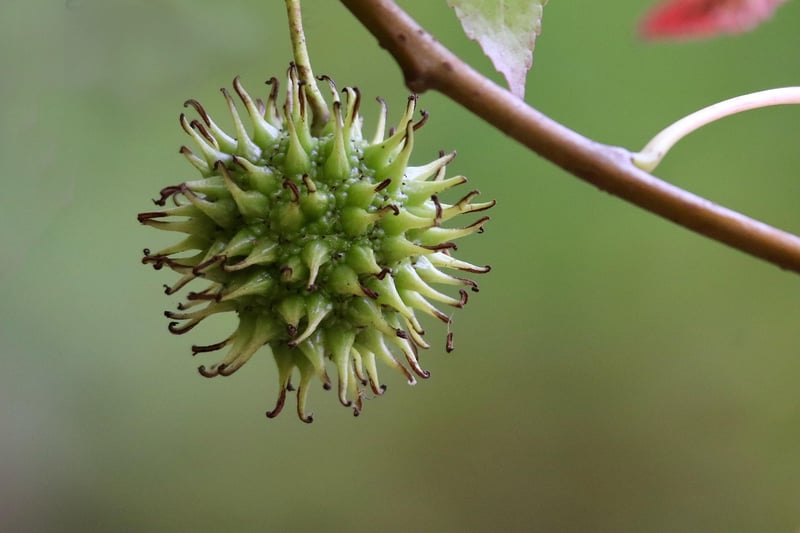 Fruit Selection