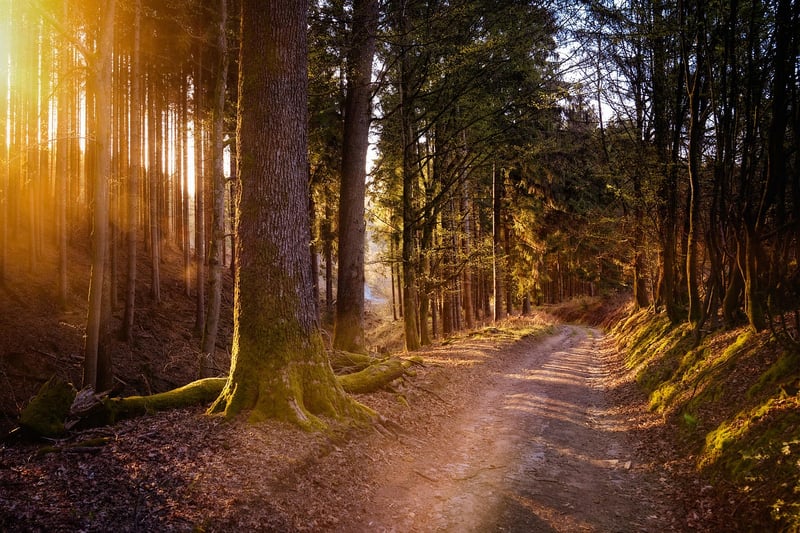 Nature Walk